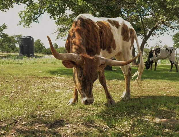 Best Fredericksburg Bed And Breakfast hotel detail image 1