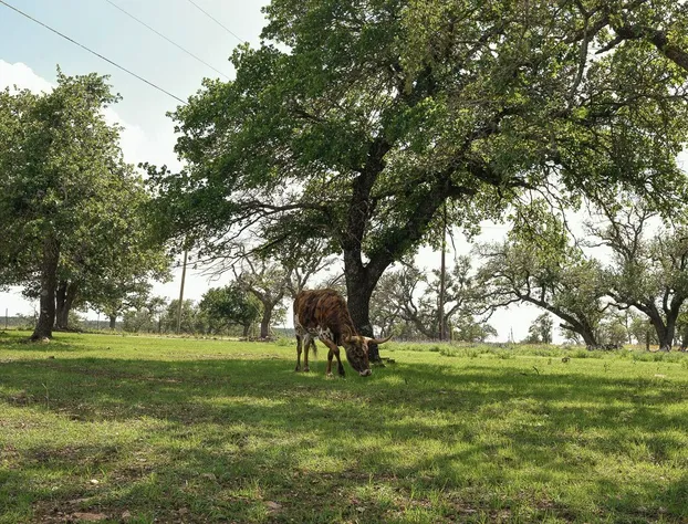 Best Fredericksburg Bed And Breakfast hotel detail image 2