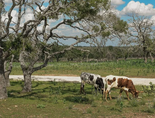 Best Fredericksburg Bed And Breakfast hotel detail image 4