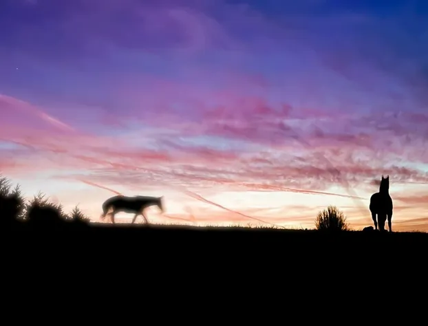 Meadow Creek Mountain Ranch hotel detail image 3