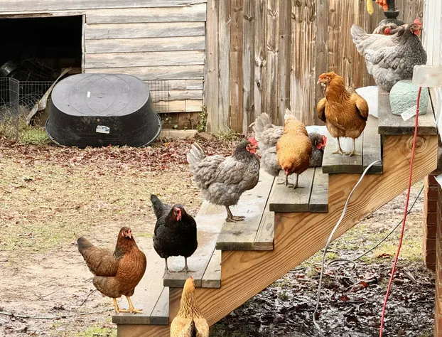 The Sunnyside Sisters Bed and Breakfast hotel detail image 4