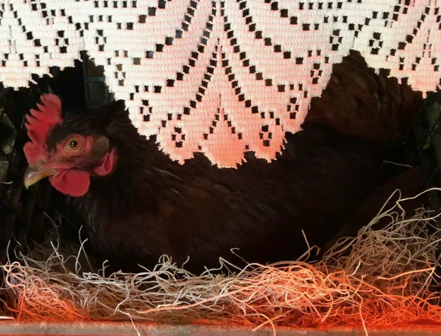 The Farmhouse Bed and Breakfast hotel detail image 4