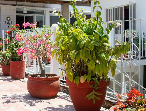 Casitas Miramar Puerto Vallarta Malecón hotel detail image 3