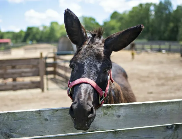 Blue Heron Farm And Retreat hotel detail image 4