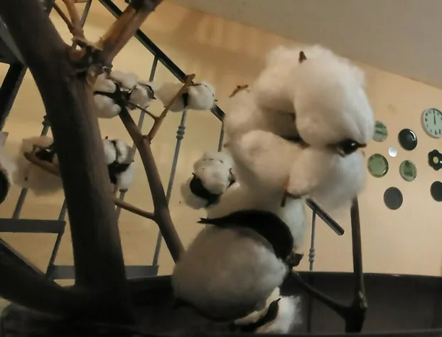 Exclusivo Bugambilias LukasaHome alberca hotel detail image 2