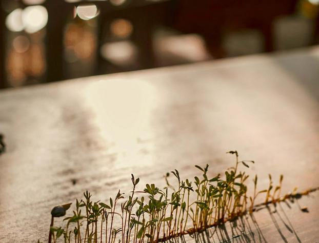 Kapok Bacalar – Plant Based Hotel hotel detail image 1
