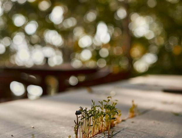 Kapok Bacalar – Plant Based Hotel hotel detail image 2