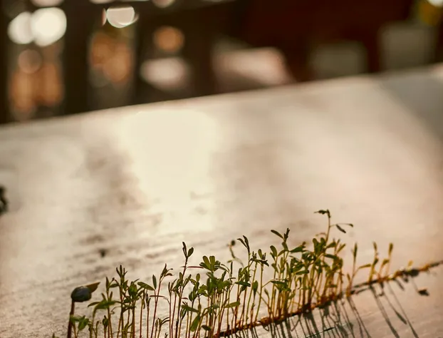 Kapok Bacalar – Plant Based Hotel hotel detail image 1