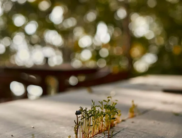 Kapok Bacalar – Plant Based Hotel hotel detail image 2