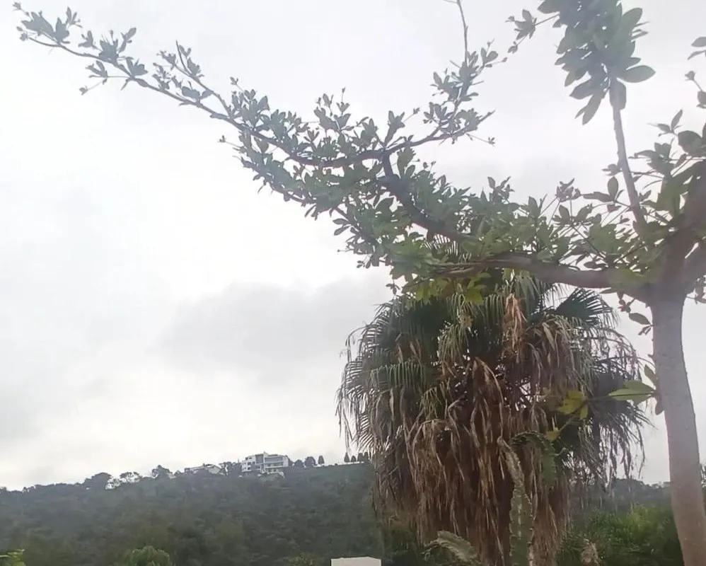 Suites Bugambilias Rooms Primavera Bosque hotel hero