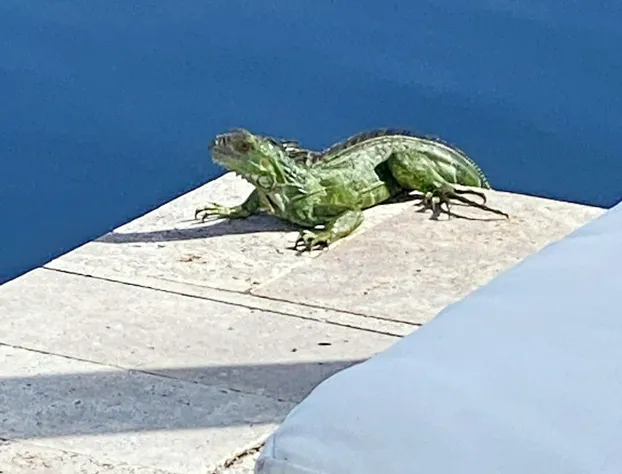 Tarpon Harbor Vacation Rentals hotel detail image 3