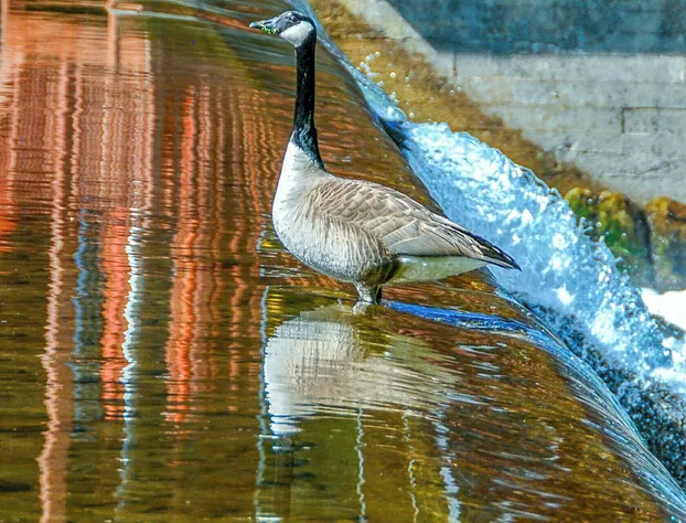 Damascus Old Mill Inn hotel detail image 4