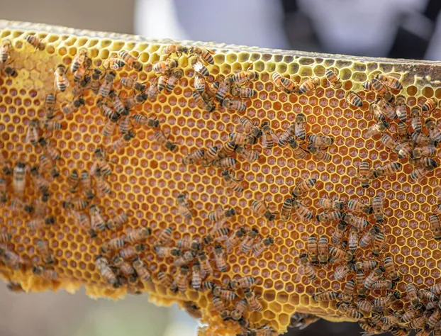 Viatura Omún, San Miguel de Allende, with Optional All Inclusive hotel detail image 4