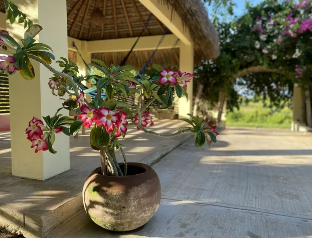 Casa de las Libélulas hotel detail image 3