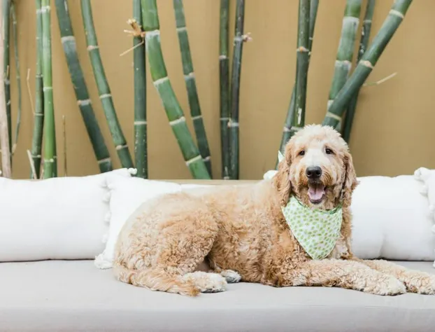 Talavera Palm Springs hotel detail image 4