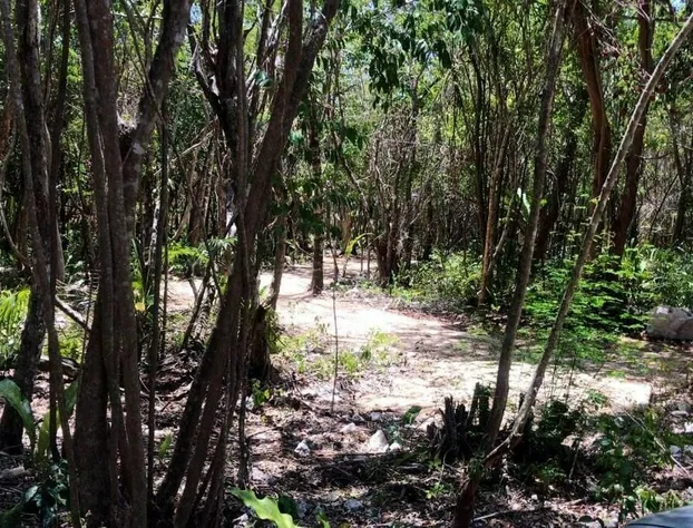 Tulum Nueve hotel detail image 3