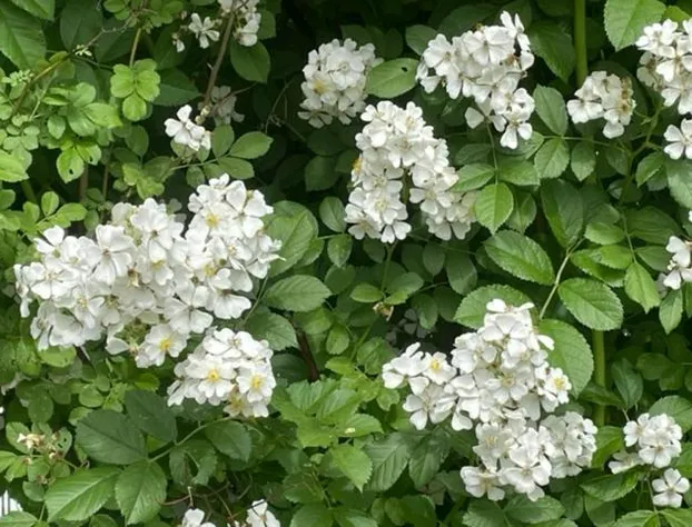 McIndoe Falls Inn hotel detail image 4