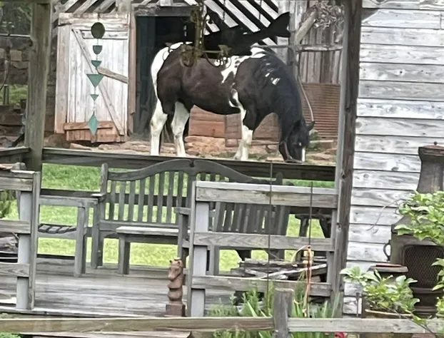 Auburn Bed and Breakfast hotel detail image 3