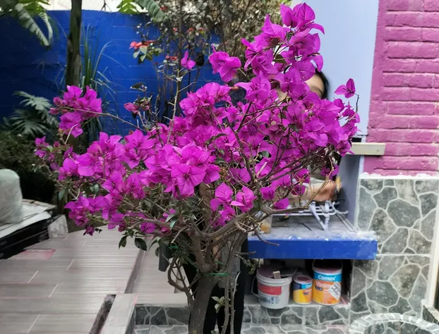 Casa Maguey hotel detail image 1