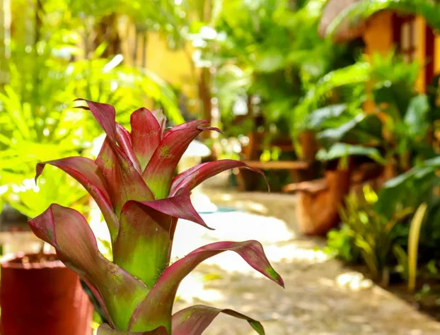 Hotel Bosque Caribe , 5th Av Zone hotel detail image 3