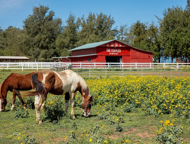 Ocean Bungalows at Turtle Bay Resort hotel detail image 2