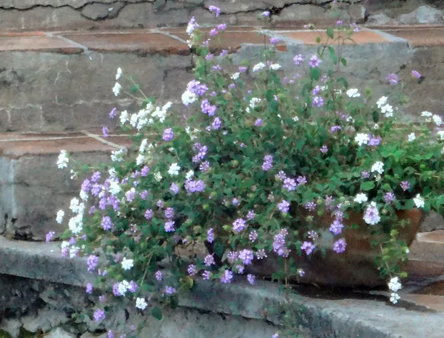 Hotel Ilebal Cuernavaca Centro - un lugar con encanto hotel detail image 1