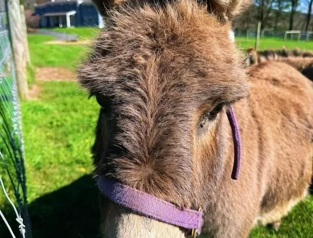 37 Oak Ridge House hotel detail image 1