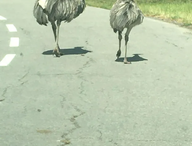 Los bambinos Hollywood hotel detail image 2