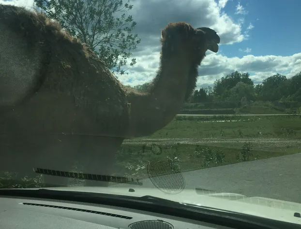 Los bambinos Hollywood hotel detail image 3