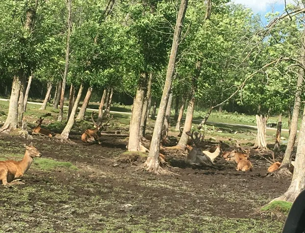 Los bambinos Hollywood hotel detail image 4