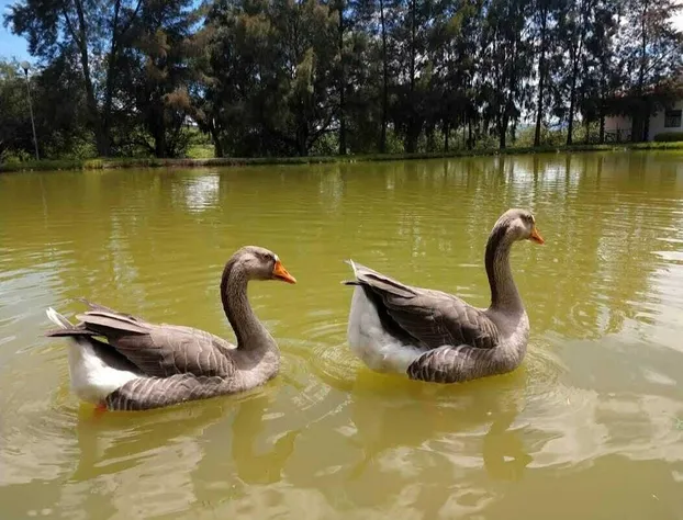 Los Pocitos Cabañas y Hotel hotel detail image 4