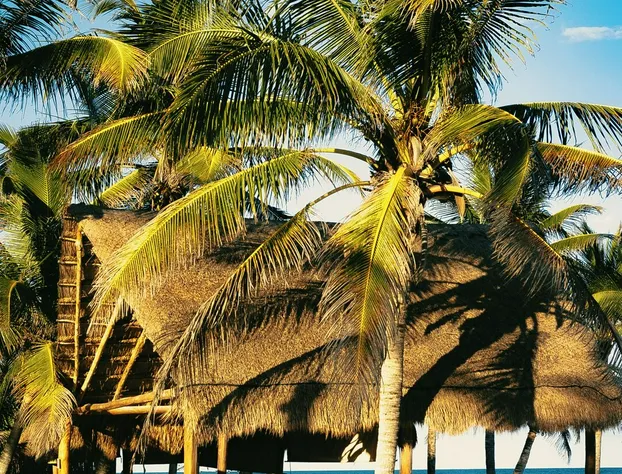 Mía Tulum Beachfront Resort - Ocean View Suites and Beach Club hotel detail image 1