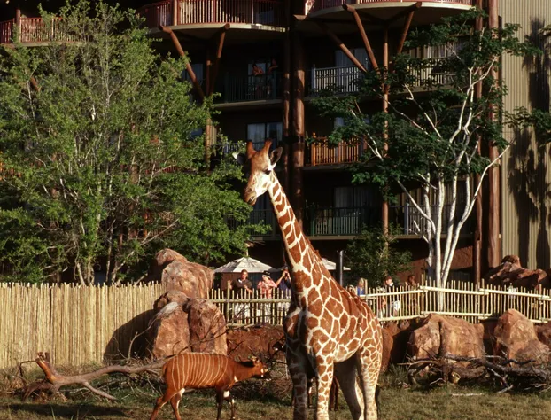 Disney's Animal Kingdom Villas - Jambo House hotel detail image 3