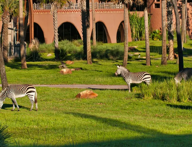 Disney's Animal Kingdom Villas - Jambo House hotel detail image 4