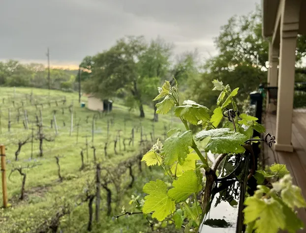 The Guesthouse at The Lonely Oak hotel detail image 2