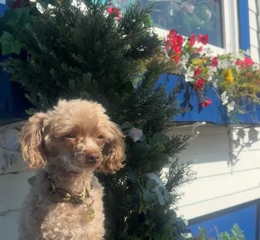 Royal Hotel Sydney hotel detail image 4