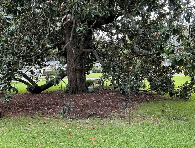 Magnolia House Bed & Breakfast hotel detail image 3