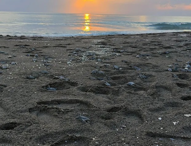 Hotel Playa Tortugas hotel detail image 4